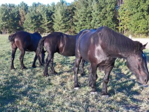Hoss, Duke and Knight in the evening sunset