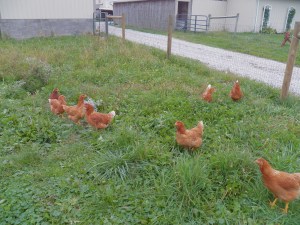 Hens enjoying  their new park