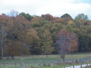 Colorful backdrop for the pig's pasture
