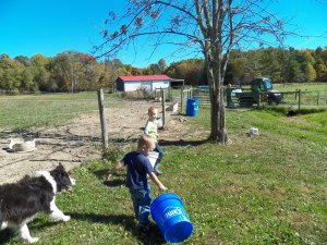 Jackson and Xavier, helping Pa-Pa. Cinch keeping a watchful eye.
