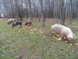 Part of the pig herd enjoying dinner