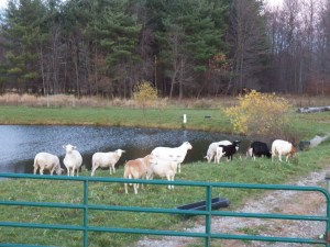 The sheep spend a day by the pond