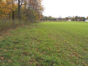 The edge of the spelt field