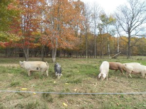 The girls enjoying supper
