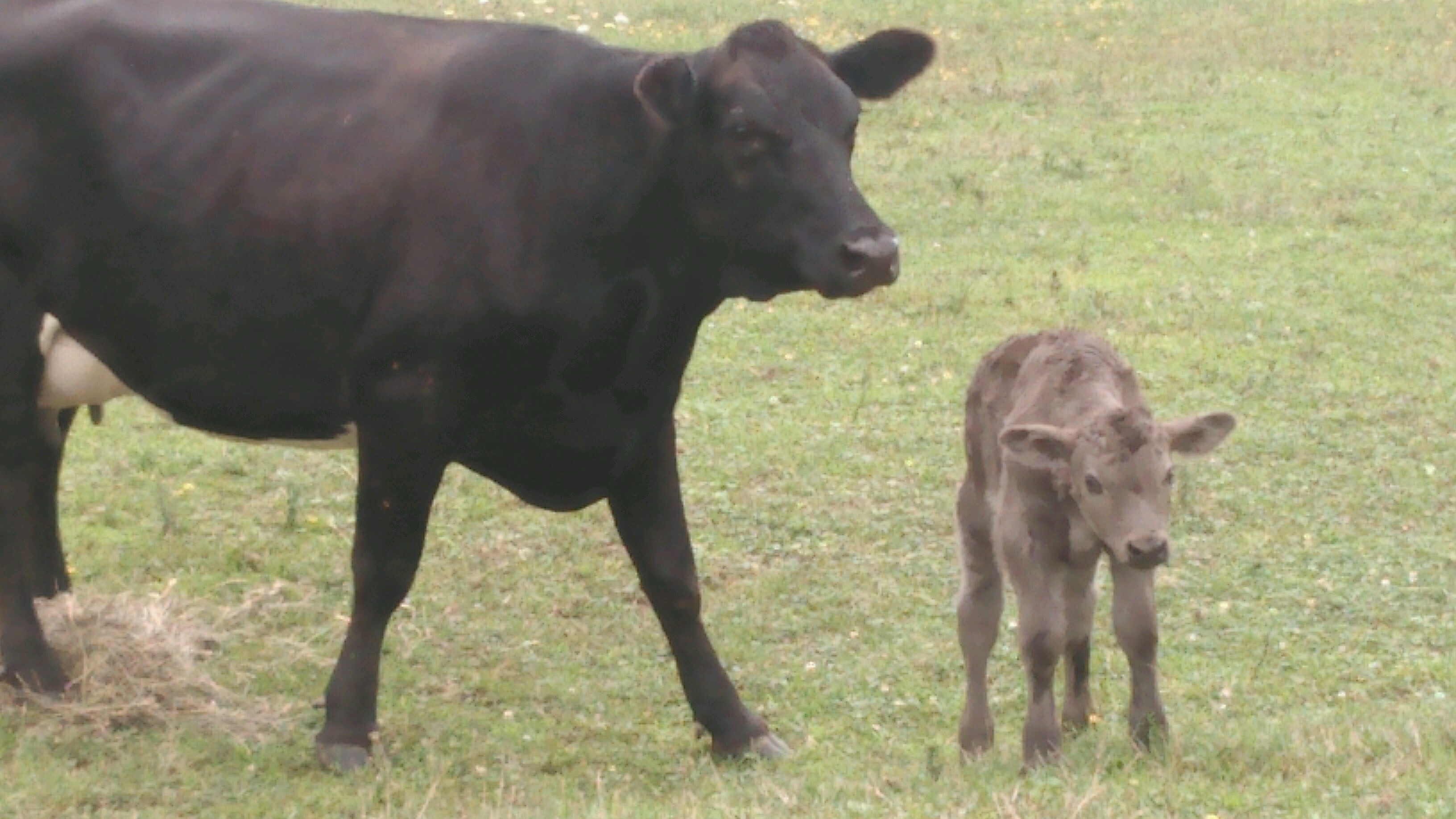 1stcalf2016