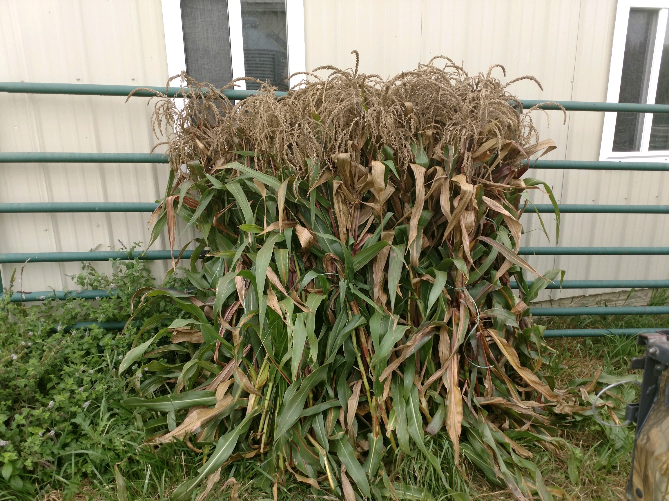 sweetcornshock