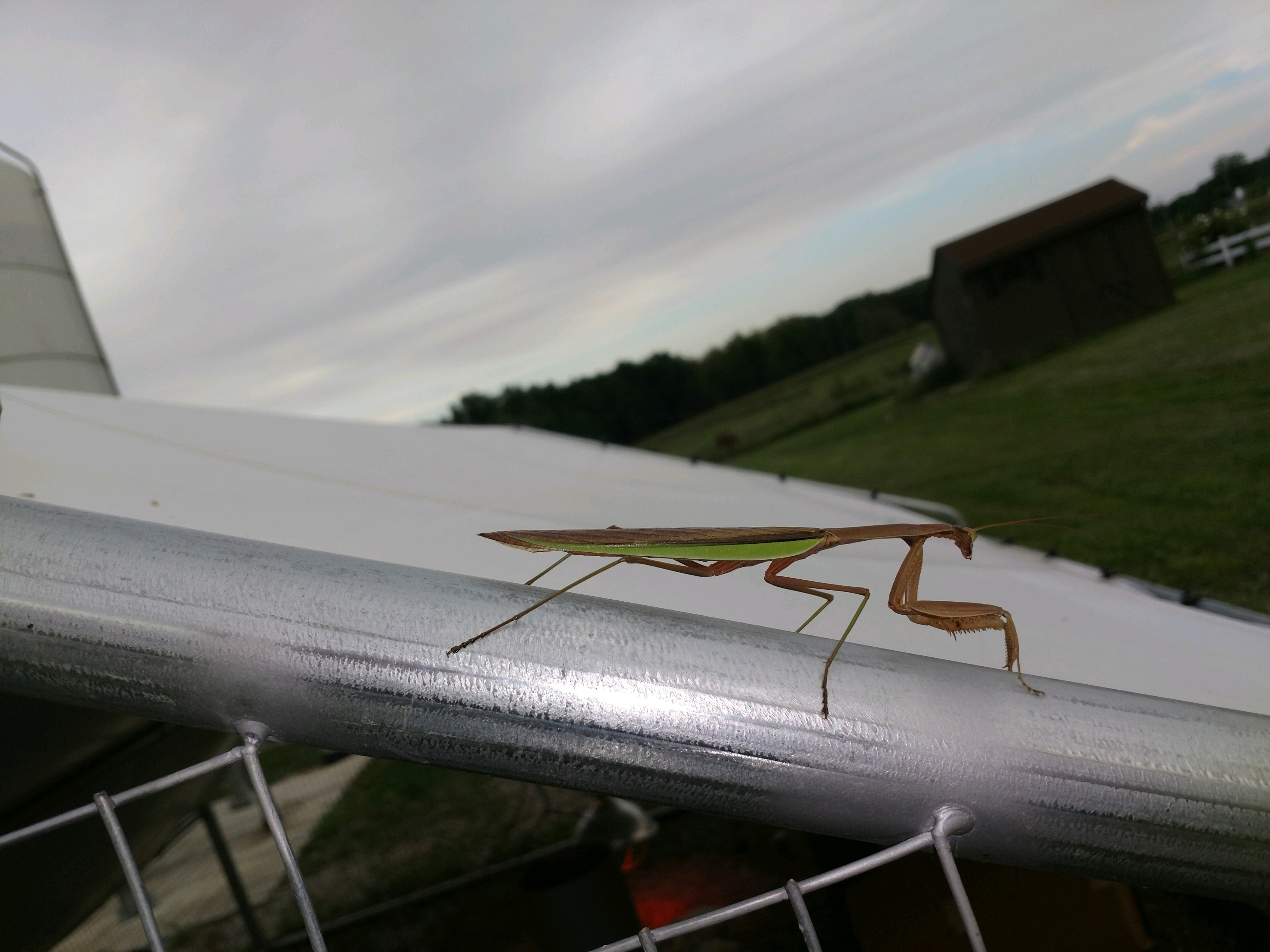 prayingmantis