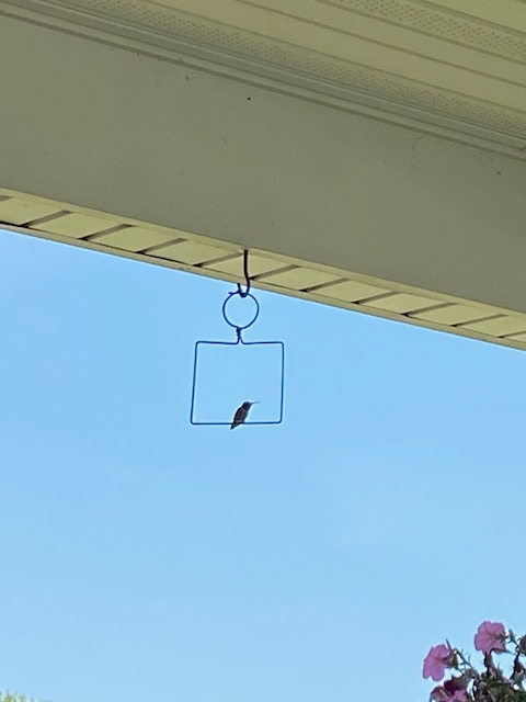 hummingbirdswing